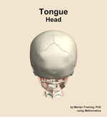 Muscles of the tongue compartment of the head - orientation 5