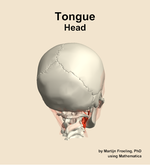 Muscles of the tongue compartment of the head - orientation 6
