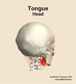 Muscles of the tongue compartment of the head - orientation 7