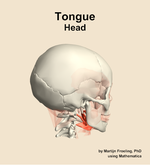 Muscles of the tongue compartment of the head - orientation 8