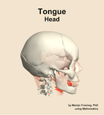 Muscles of the tongue compartment of the head - orientation 9