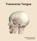 The transverse of the tongue muscle of the head - orientation 1