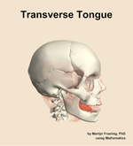 The transverse of the tongue muscle of the head - orientation 10
