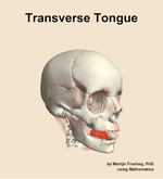 The transverse of the tongue muscle of the head - orientation 11
