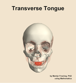 The transverse of the tongue muscle of the head - orientation 13