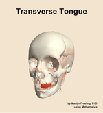 The transverse of the tongue muscle of the head - orientation 14