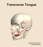 The transverse of the tongue muscle of the head - orientation 15