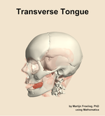 The transverse of the tongue muscle of the head - orientation 16