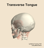 The transverse of the tongue muscle of the head - orientation 2