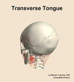 The transverse of the tongue muscle of the head - orientation 3
