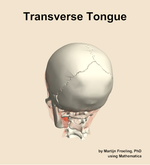 The transverse of the tongue muscle of the head - orientation 4