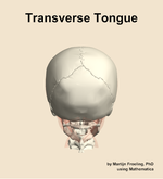 The transverse of the tongue muscle of the head - orientation 5