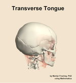 The transverse of the tongue muscle of the head - orientation 8