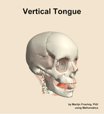 The vertical of the tongue muscle of the head - orientation 11