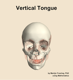 The vertical of the tongue muscle of the head - orientation 13