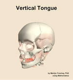 The vertical of the tongue muscle of the head - orientation 15