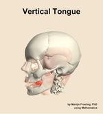 The vertical of the tongue muscle of the head - orientation 16