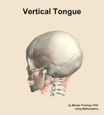 The vertical of the tongue muscle of the head - orientation 2