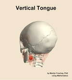 The vertical of the tongue muscle of the head - orientation 3