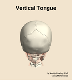 The vertical of the tongue muscle of the head - orientation 5