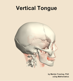The vertical of the tongue muscle of the head - orientation 9