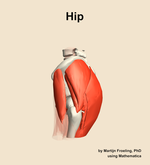 Muscles of the Hip - orientation 1