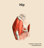 Muscles of the Hip - orientation 10