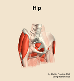 Muscles of the Hip - orientation 11