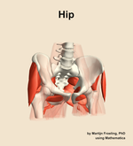 Muscles of the Hip - orientation 12