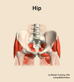 Muscles of the Hip - orientation 13