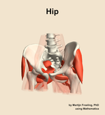 Muscles of the Hip - orientation 14
