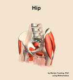 Muscles of the Hip - orientation 15