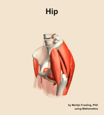 Muscles of the Hip - orientation 16
