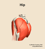 Muscles of the Hip - orientation 2