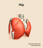 Muscles of the Hip - orientation 3