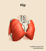 Muscles of the Hip - orientation 4