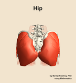 Muscles of the Hip - orientation 5