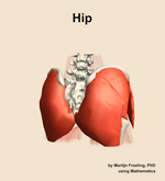 Muscles of the Hip - orientation 6