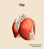 Muscles of the Hip - orientation 7