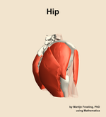 Muscles of the Hip - orientation 8