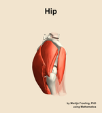 Muscles of the Hip - orientation 9