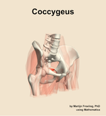 The coccygeus muscle of the hip - orientation 11