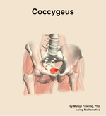 The coccygeus muscle of the hip - orientation 12