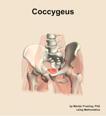 The coccygeus muscle of the hip - orientation 14