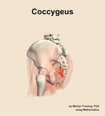 The coccygeus muscle of the hip - orientation 2