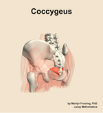The coccygeus muscle of the hip - orientation 3