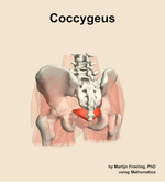 The coccygeus muscle of the hip - orientation 4