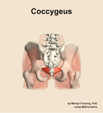 The coccygeus muscle of the hip - orientation 5