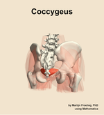 The coccygeus muscle of the hip - orientation 6