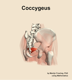 The coccygeus muscle of the hip - orientation 7